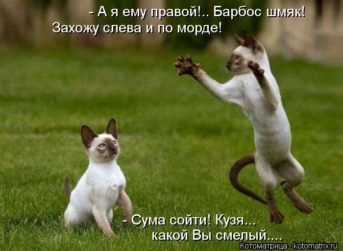Котоматрица: - А я ему правой!.. Барбос шмяк!  Захожу слева и по морде! - Сума сойти! Кузя... какой Вы смелый....
