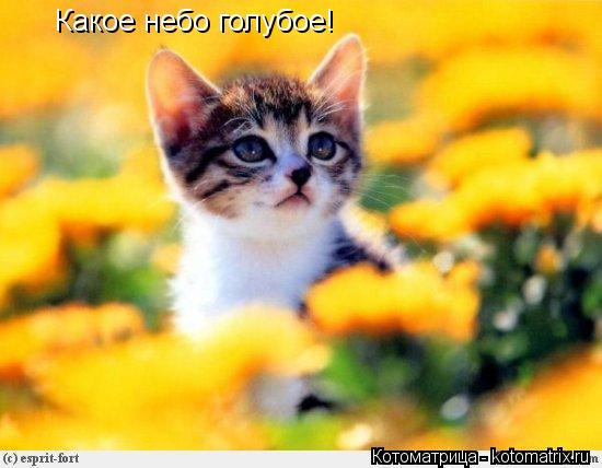 Котоматрица: Какое небо голубое!