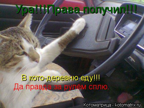 Котоматрица: В кото-деревню еду!!! Ура!!!Права получил!!! Да правда за рулём сплю.