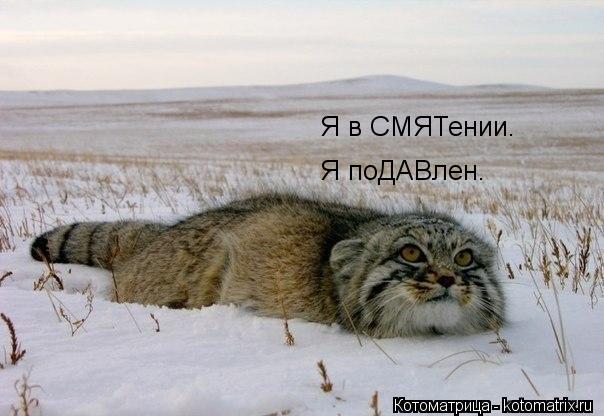 Котоматрица: Я поДАВлен. Я в СМЯТении.