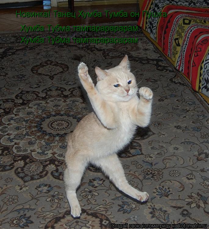 Котоматрица: Новинка! Танец Хумба Тумба он Пушка Хумба Тубма тампарарарарам  Хумба Тубма тампарарарарам