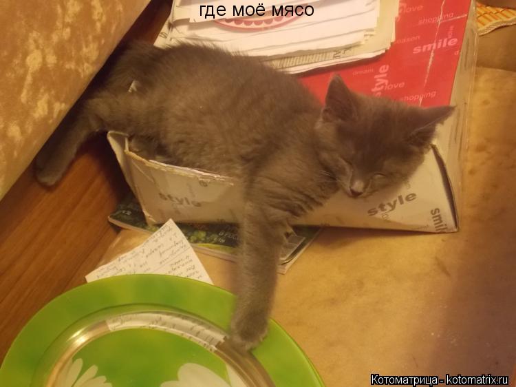 Котоматрица: где моё мясо