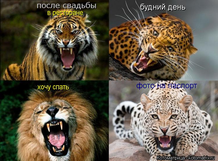 Котоматрица: фото на паспорт будний день после свадьбы хочу спать в ресторане