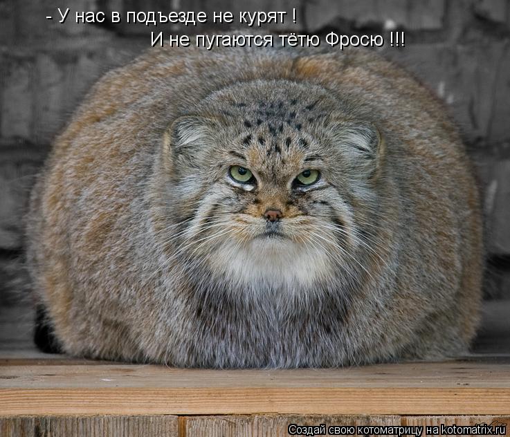 - У нас в подъезде не курят ! И не пугаются тётю Фросю !!!... Котоматрица: - У нас в подъезде не курят ! И не пугаются тётю Фросю !!!