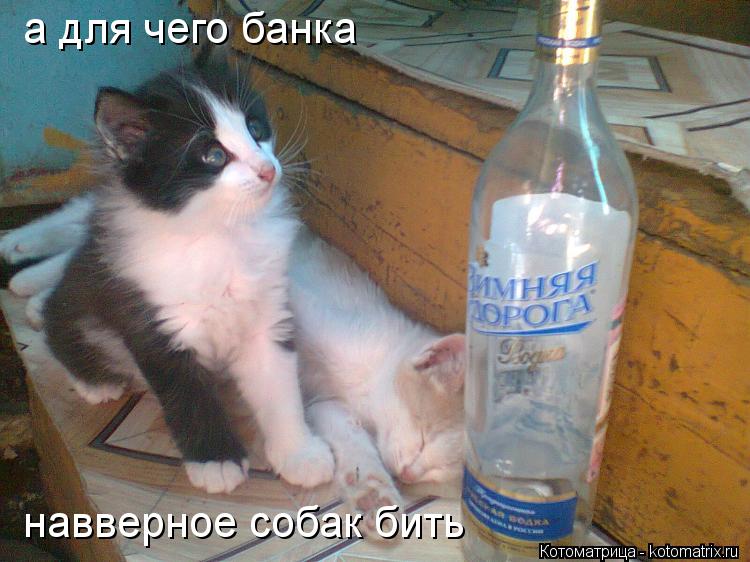 а для чего банка навверное собак бить... Котоматрица: а для чего банка навверное собак бить