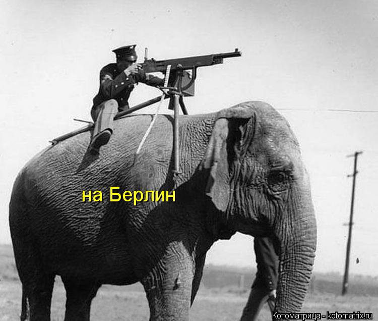 Котоматрица: на Берлин