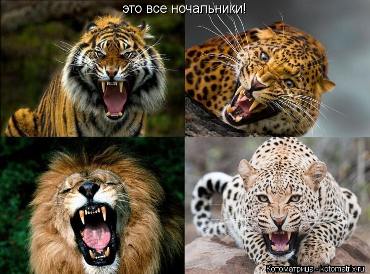 это все ночальники!... Котоматрица: это все ночальники!