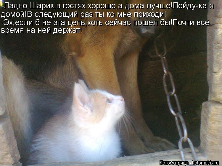 -Ладно,Шарик,в гостях хорошо,а дома лучше!Пойду-ка я домой!В следующий раз ты ко мне приходи! -Эх,есл... Котоматрица: -Ладно,Шарик,в гостях хорошо,а дома лучше!Пойду-ка я домой!В следующий раз ты ко мне приходи! -Эх,если б не эта цепь,хоть сейчас пошёл бы!Почти