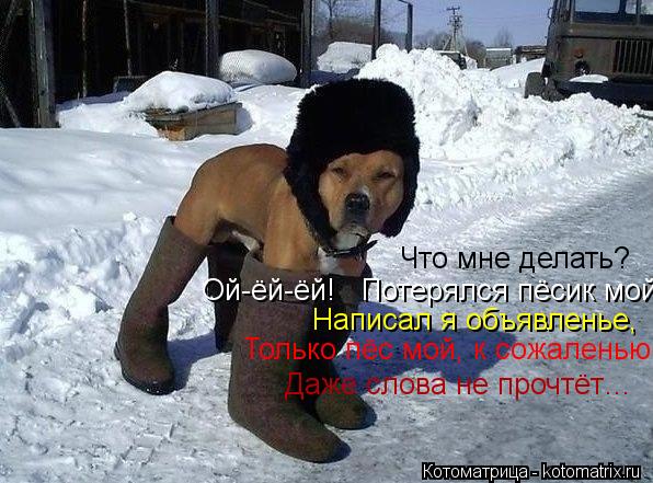Котоматрица: Что мне делать?   Ой-ёй-ёй!   Потерялся пёсик мой. Написал я объявленье,   Только пёс мой, к сожаленью, Даже слова не прочтёт…