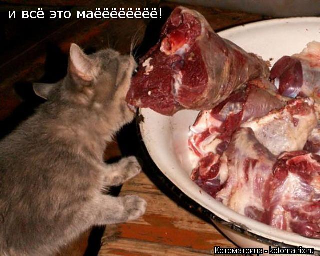 и всё это маёёёёёёёё!... Котоматрица: и всё это маёёёёёёёё!