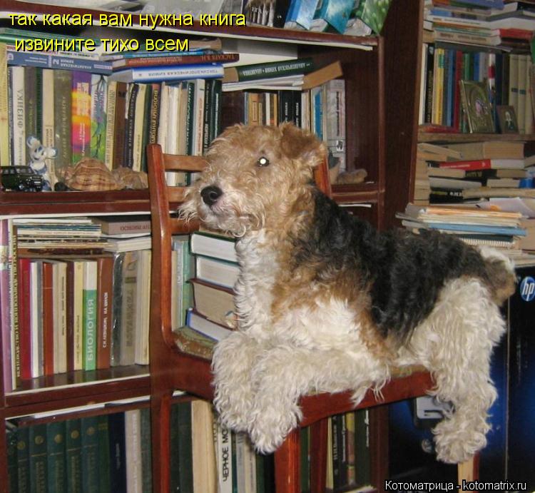 Котоматрица: так какая вам нужна книга извините тихо всем