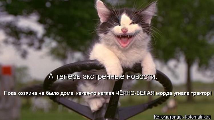 Котоматрица: А теперь экстренные новости: Пока хозяина не было дома, какая-то наглая ЧЁРНО-БЕЛАЯ морда угнала трактор!