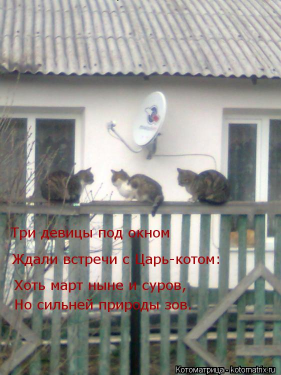Котоматрица: Три девицы под окном Ждали встречи с Царь-котом: Три девицы под окном Хоть март ныне и суров, Но сильней природы зов.