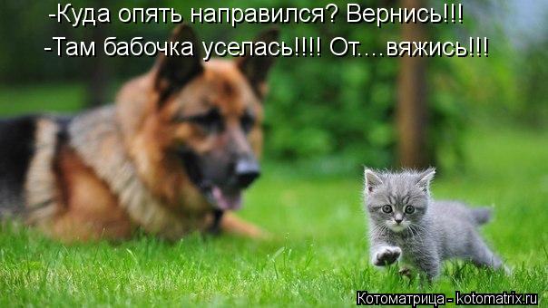 -Куда опять направился? Вернись!!! -Там бабочка уселась!!!! От....вяжись!!!... Котоматрица: -Куда опять направился? Вернись!!! -Там бабочка уселась!!!! От....вяжись!!!