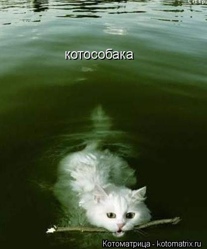 Котоматрица: котособака