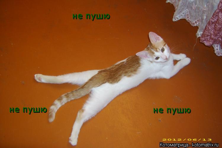 Котоматрица: не пушю не пушю не пушю