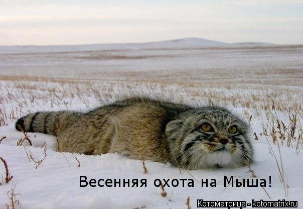 Котоматрица: Весенняя охота на Мыша!