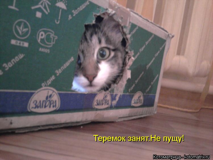 Котоматрица: Теремок занят.Не пущу!
