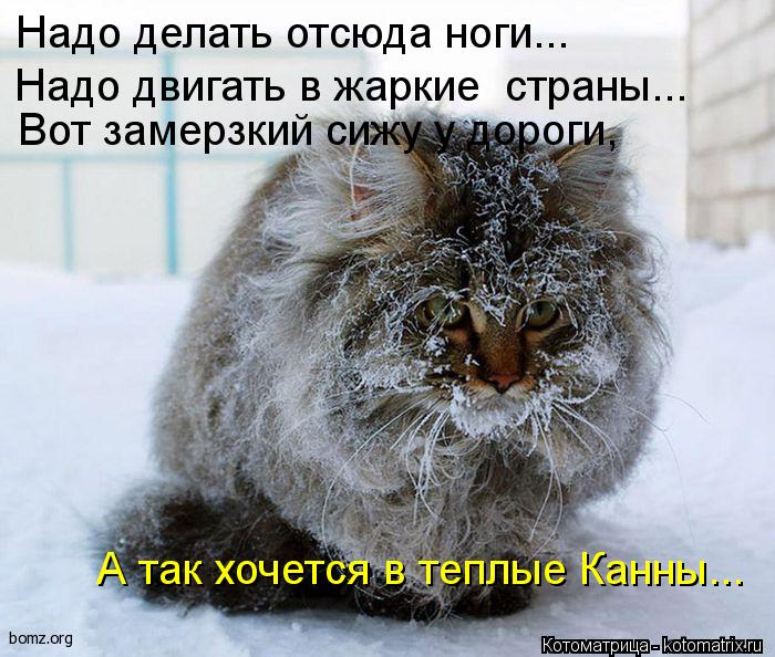 Надо делать отсюда ноги... Вот замерзкий сижу у дороги, А так хочется в теплые Канны... Надо двигать ... Котоматрица: Надо делать отсюда ноги... Вот замерзкий сижу у дороги, А так хочется в теплые Канны... Надо двигать в жаркие страны...