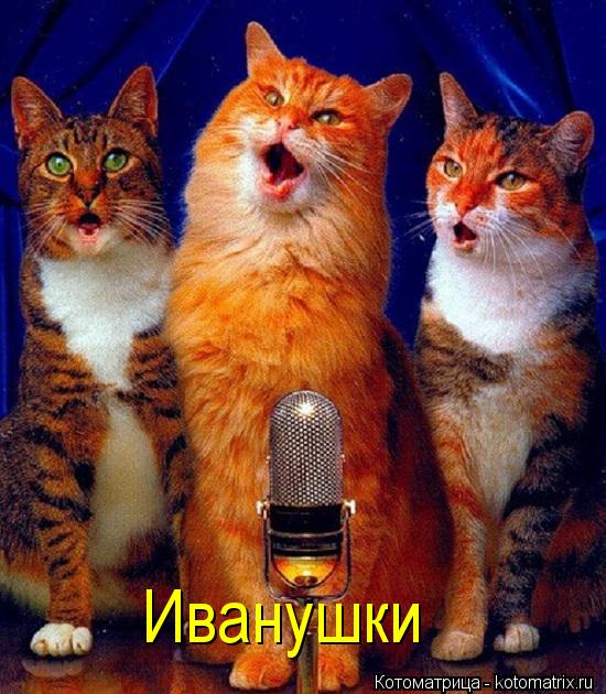 Котоматрица: Иванушки