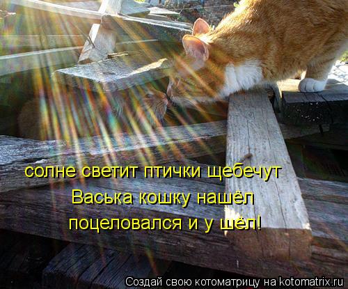 Котоматрица: солне светит птички щебечут  Васька кошку нашёл поцеловался и у шёл!