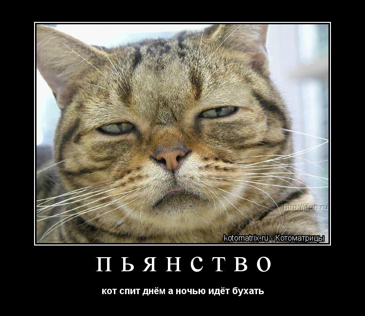 Котоматрица: пьянство кот спит днём а ночью идёт бухать