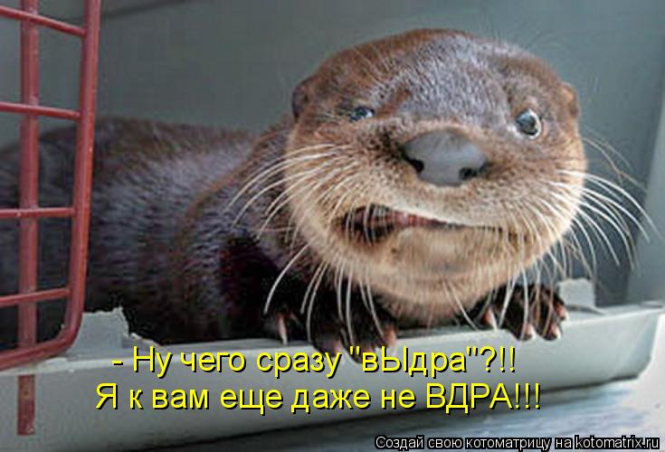 - Ну чего сразу "вЫдра"?!! Я к вам еще даже не ВДРА!!!... Котоматрица: - Ну чего сразу "вЫдра"?!! Я к вам еще даже не ВДРА!!!