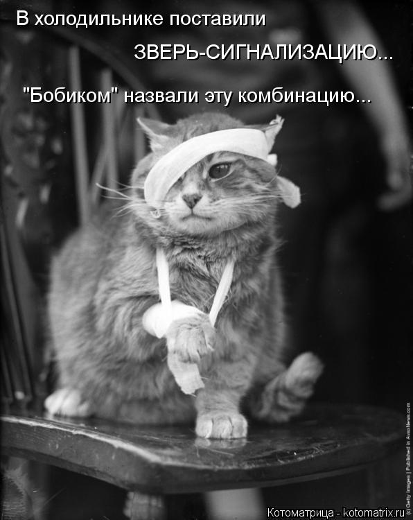 В холодильнике поставили ЗВЕРЬ-СИГНАЛИЗАЦИЮ... "Бобиком" назвали эту комбинацию...... Котоматрица: В холодильнике поставили ЗВЕРЬ-СИГНАЛИЗАЦИЮ... "Бобиком" назвали эту комбинацию...