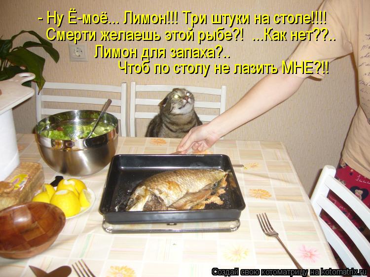 - Ну Ё-моё... Лимон!!! Три штуки на столе!!!! Смерти желаешь этой рыбе?! ...Как нет??.. Лимон для за... Котоматрица: - Ну Ё-моё... Лимон!!! Три штуки на столе!!!! Смерти желаешь этой рыбе?! ...Как нет??.. Лимон для запаха?.. Чтоб по столу не лазить МНЕ?!!