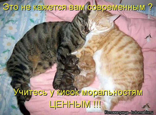 Это не кажется вам современным ? Учитесь у кисок моральностям ЦЕННЫМ !!!... Котоматрица: Это не кажется вам современным ? Учитесь у кисок моральностям ЦЕННЫМ !!!