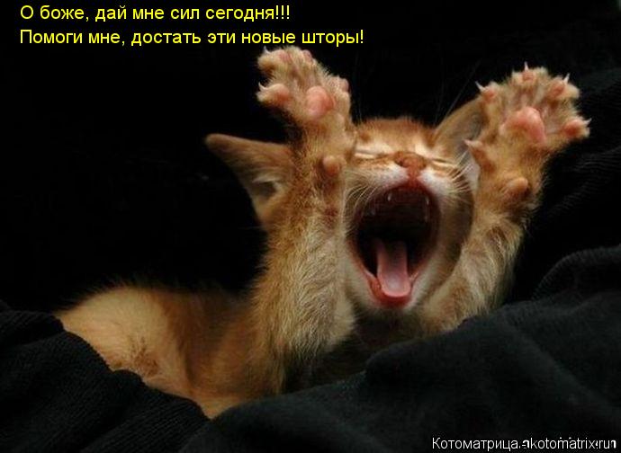 Котоматрица: О боже, дай мне сил сегодня!!! Помоги мне, достать эти новые шторы!
