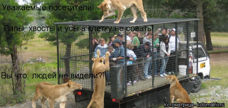 Уважаемые посетители! Лапы, хвосты и усы в клетку не совать! Вы что, людей не видели?!... Котоматрица: Уважаемые посетители! Лапы, хвосты и усы в клетку не совать! Вы что, людей не видели?!