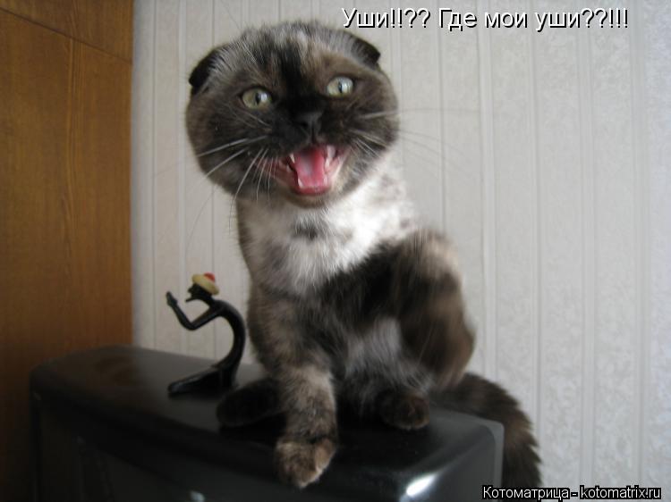 Котоматрица: Уши!!?? Где мои уши??!!!