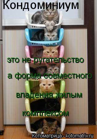 Кондоминиум это не ругательство а форма совместного владения жилым комплексом... Котоматрица: Кондоминиум это не ругательство а форма совместного владения жилым комплексом