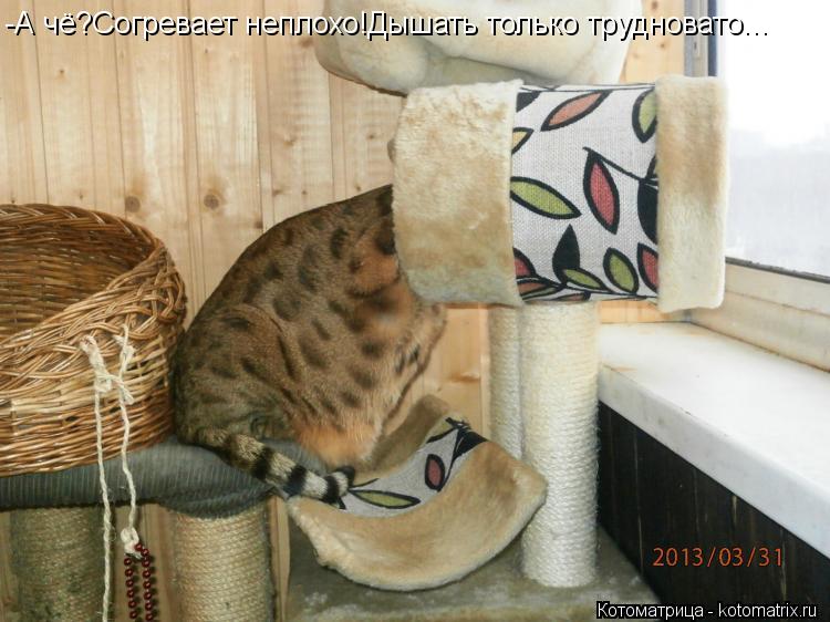 -А чё?Согревает неплохо!Дышать только трудновато...... Котоматрица: -А чё?Согревает неплохо!Дышать только трудновато...