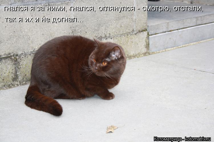 гнался я за ними, гнался, оглянулся - смотрю, отстали, так я их и не догнал...... Котоматрица: гнался я за ними, гнался, оглянулся - смотрю, отстали, так я их и не догнал...