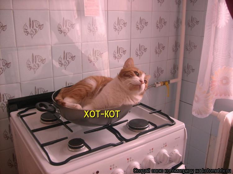 хот-кот... Котоматрица: хот-кот