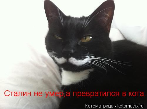 Сталин не умер,а превратился в кота.... Котоматрица: Сталин не умер,а превратился в кота.