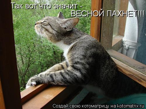 Так вот что значит - ВЕСНОЙ ПАХНЕТ!!!... Котоматрица: Так вот что значит - ВЕСНОЙ ПАХНЕТ!!!