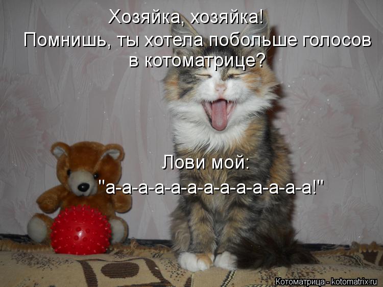 Котоматрица: Хозяйка, хозяйка! Помнишь, ты хотела побольше голосов  в котоматрице? Лови мой: "а-а-а-а-а-а-а-а-а-а-а-а-а!"