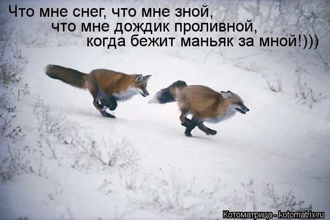 Котоматрица: Что мне снег, что мне зной,  что мне дождик проливной,  когда бежит маньяк за мной!)))