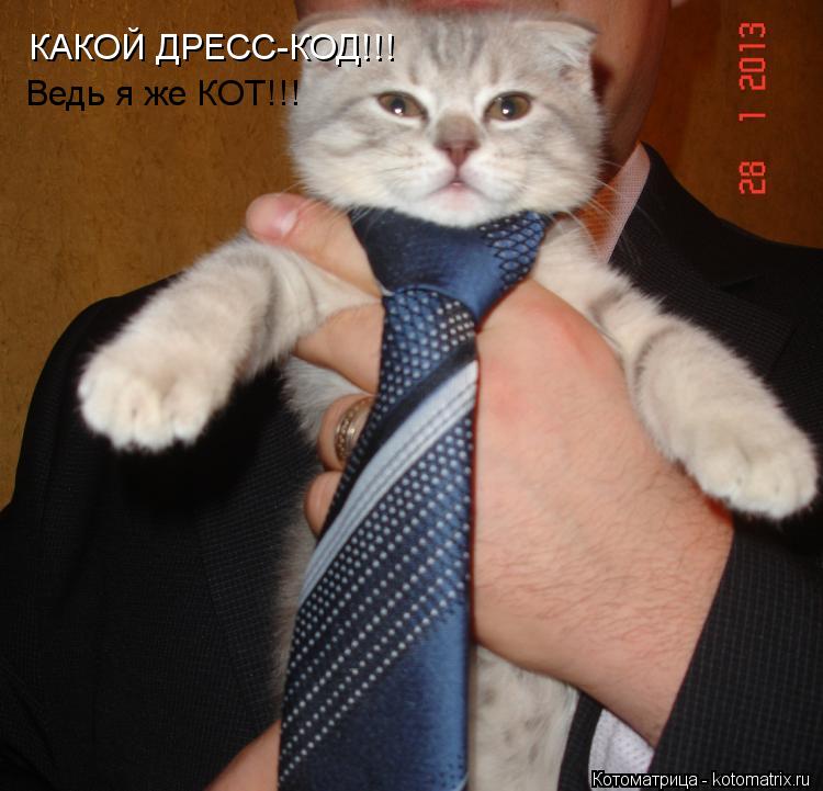 КАКОЙ ДРЕСС-КОД!!! Ведь я же КОТ!!!... Котоматрица: КАКОЙ ДРЕСС-КОД!!! Ведь я же КОТ!!!