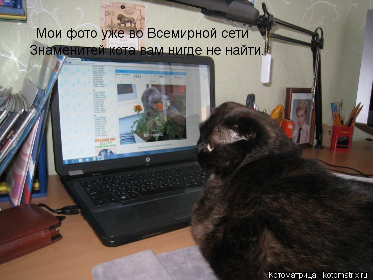 Котоматрица: Мои фото уже во Всемирной сети Знаменитей кота вам нигде не найти.