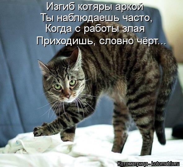 Изгиб котяры аркой Ты наблюдаешь часто, Когда с работы злая Приходишь, словно чёрт...... Котоматрица: Изгиб котяры аркой Ты наблюдаешь часто, Когда с работы злая Приходишь, словно чёрт...