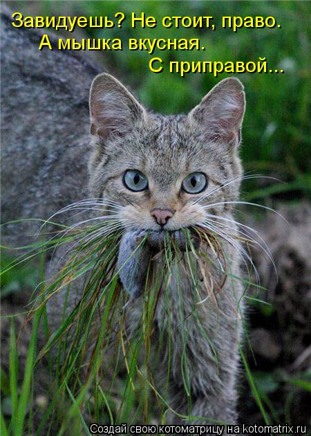 Завидуешь? Не стоит, право. А мышка вкусная. С приправой...... Котоматрица: Завидуешь? Не стоит, право. А мышка вкусная. С приправой...