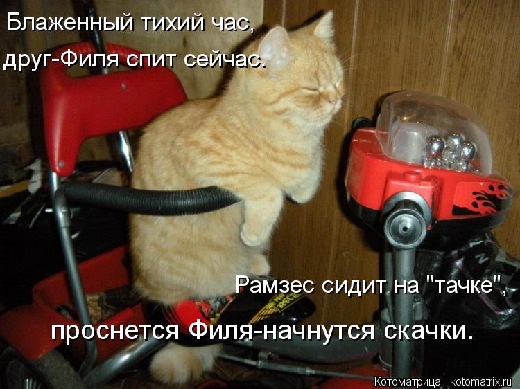 Котоматрица: Блаженный тихий час, друг-Филя спит сейчас. Рамзес сидит на "тачке", проснется Филя-начнутся скачки.
