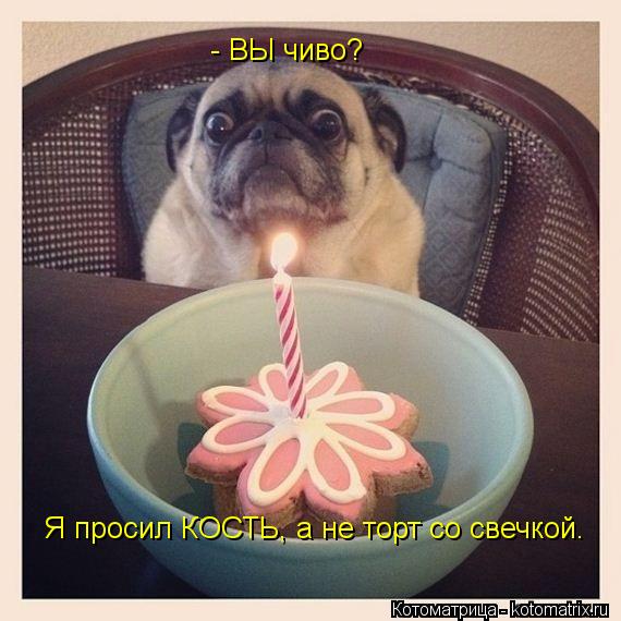 Котоматрица: - ВЫ чиво? Я просил КОСТЬ, а не торт со свечкой.