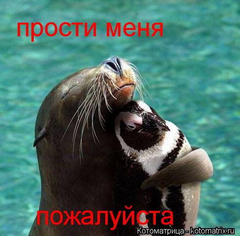 прости меня пожалуйста... Котоматрица: прости меня пожалуйста