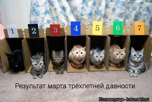 Котоматрица: Результат марта трёхлетней давности.