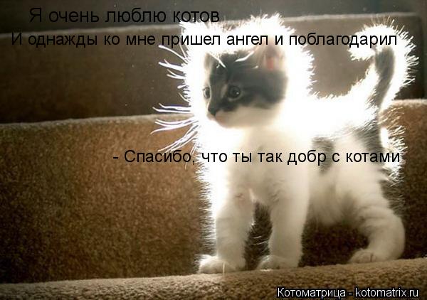 Я очень люблю котов И однажды ко мне пришел ангел и поблагодарил - Спасибо, что ты так добр с котами... Котоматрица: Я очень люблю котов И однажды ко мне пришел ангел и поблагодарил - Спасибо, что ты так добр с котами